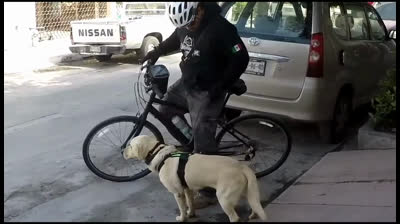 How to go for a walk with your dog on a bicycle