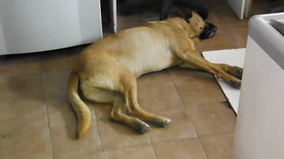 Dog dreaming about running