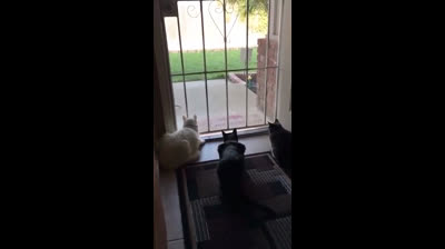 Un caniche fait peur aux chats