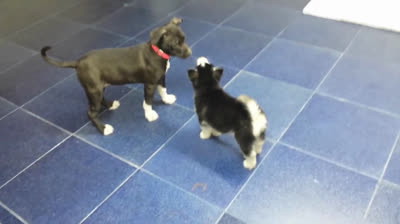 Cachorro de Husky juega con cachorro de Pitbull