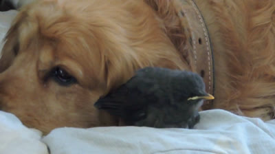 Un cane deve dividere la cuccia con un uccellino