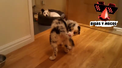 Les chiens, ces petites choses folles !