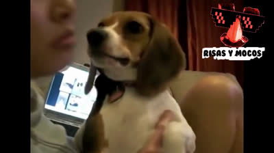 Dogs talking about their stuff