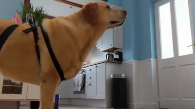 Dog monitored with a GoPro