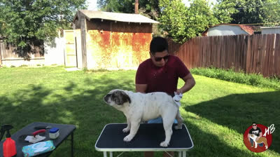 Baño casi sin agua para los perros