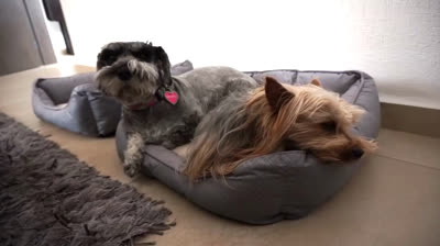 Enseñar a tu perro a que haga pis en el mismo lugar