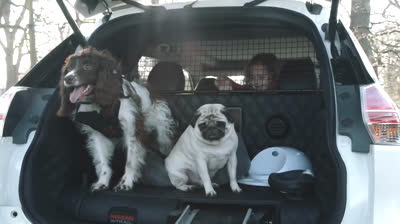 El maletero perfecto para tu coche cuando tienes perro