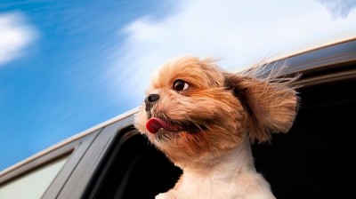 Consejos si tu perro se marea en los viajes