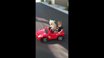 Il cane guida un'auto giocattolo con un bambino