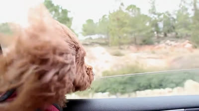 Why does your dog take its head out the window?