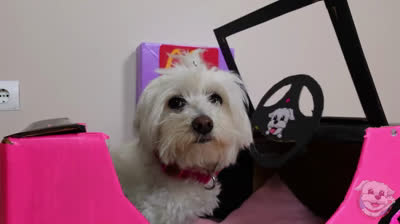 Cane va al McDonald in macchina