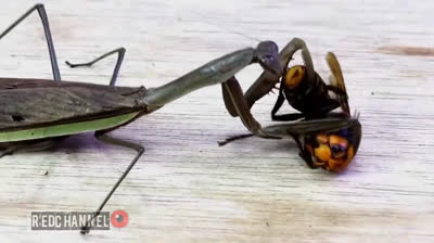 Un COMBAT entre une MANTE RELIGIEUSE et une GUÊPE GÉANTE
