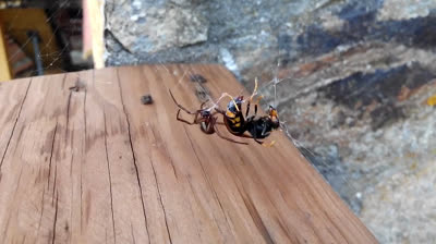 Calabrone asiatico contro ragno galizian - lotta tra animali