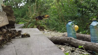 Calabrone asiatico (vespa velutina) attacca un nido