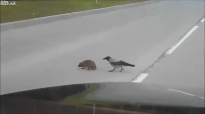 Bird pushes a hedgehog to not being run over
