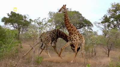 Giraffe che lottano
