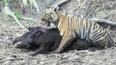 Un video della caccia delle tigri