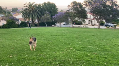 German Shepherd Playing Ball | Funny Dogs