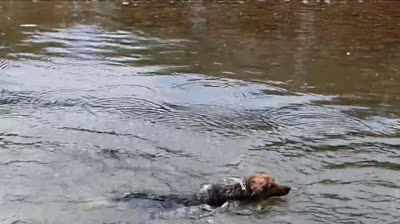 German Shepherd swimming in phase 2