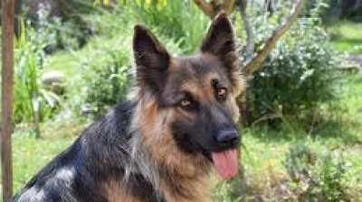 Funny german shepherd videos hot sale