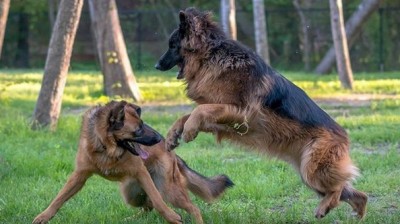 Funny Dogs | German Shepherds