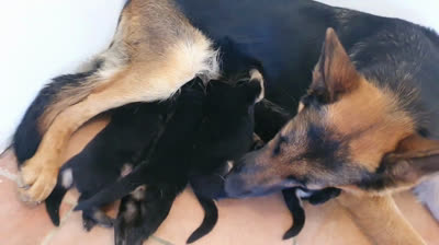 Adorable pastor alemán y sus cachorros