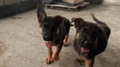 German Shepherd Puppies