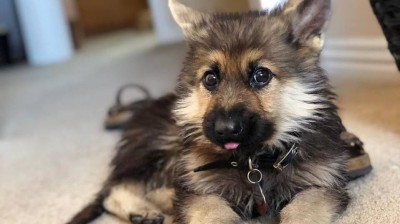 German Shepherd with Dwarfism