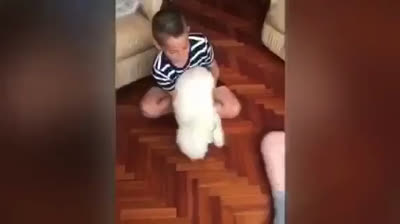 Barboncino che gioca con i suoi proprietari