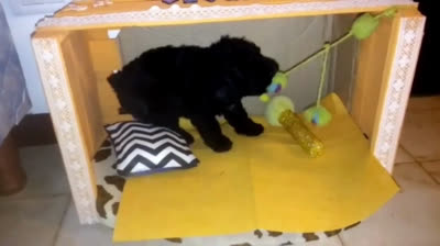 Caniche gracioso con juguetes