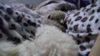 I barboncini combattono giocosamente