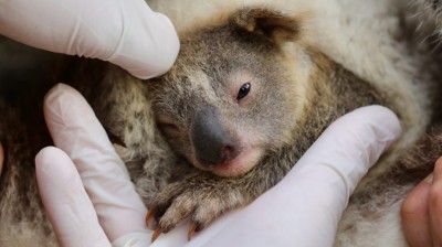 Nace "Ash", la primera cría de koala tras los incendios de Australia