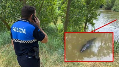 Crocodile in Valladolid: a predator of the Nile in the Duero