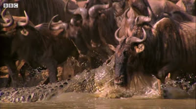 Un crocodile du Nil s'attaque à une horde de gnous