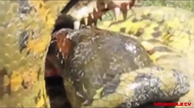 Coccodrillo contro Pitone | Lotta nel fiume Nilo