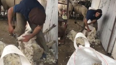 Edinson Cavani esquilando ovejas