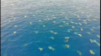 60.000 tortugas marinas llegan a Australia para desovar