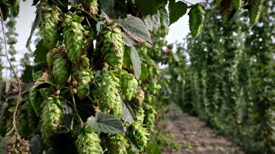 Solo Beer and Lupulina collaborate creating beer