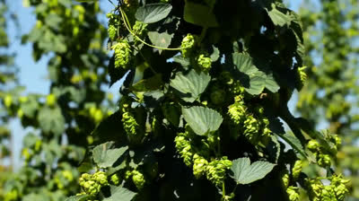 Collecting beer with Lupulina