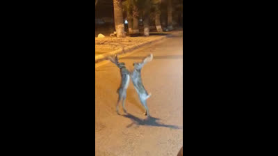 Hares fighting in the middle of the street