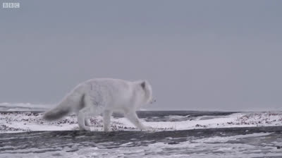 This is how the Arctic fox hunts