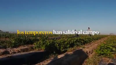 Temporeros: inmigrantes y trabajadores esenciales