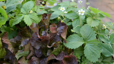 All you need to know to have a urban garden