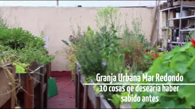 What you need to know to set up a urban garden