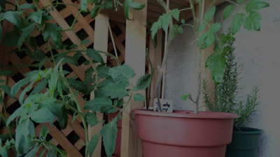 Huerto urbano en espacios muy reducidos