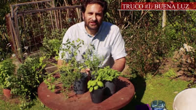 Aromatic herbs: everything you need to know to cultivate them