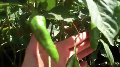 Urban garden in pots