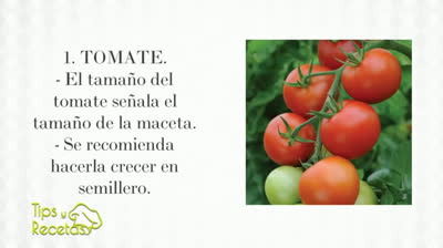 The best crops for your urban garden pot