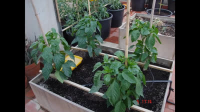 Macetohuerto: crea tu huerto en la terraza o patio