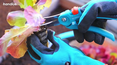 Create your own urban garden on the balcony